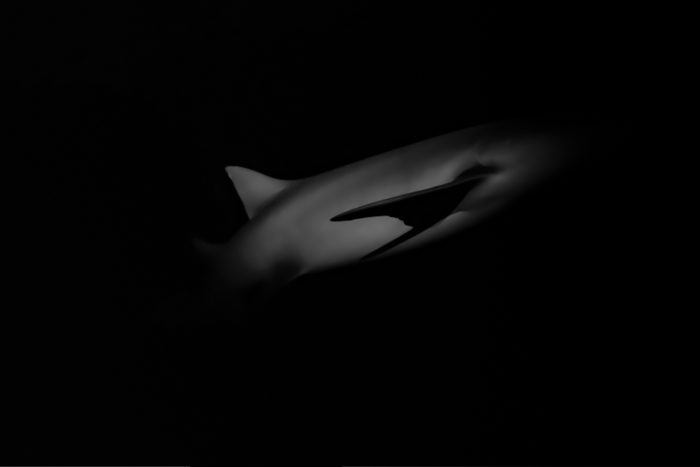 The shape of night