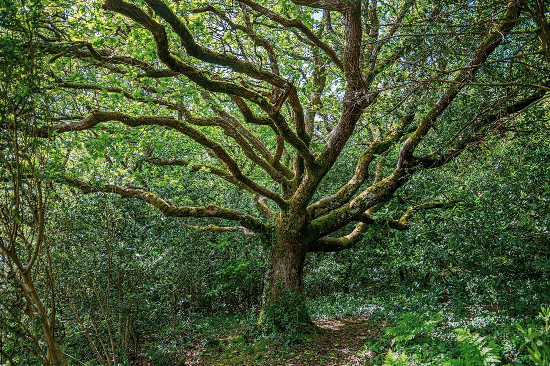 The king of the forest