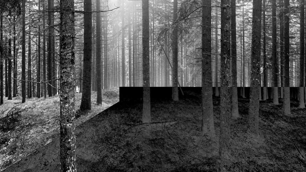 Dying Forest
