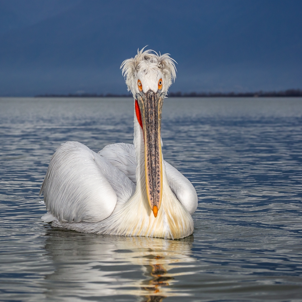 Dalmatian Pelicans
