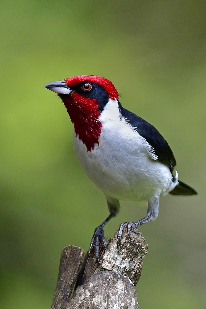 Portraitures of Neotropical Birds
