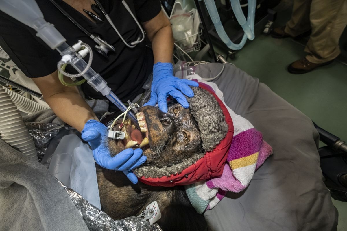 Chimp Paradise