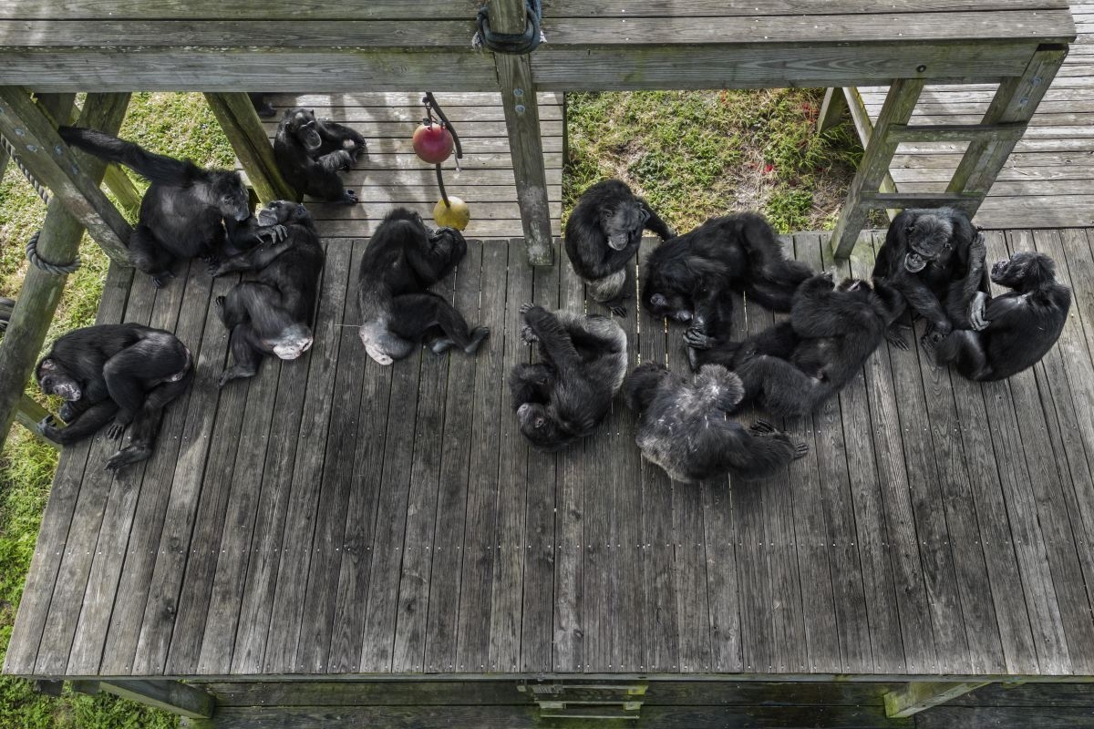 Chimp Paradise
