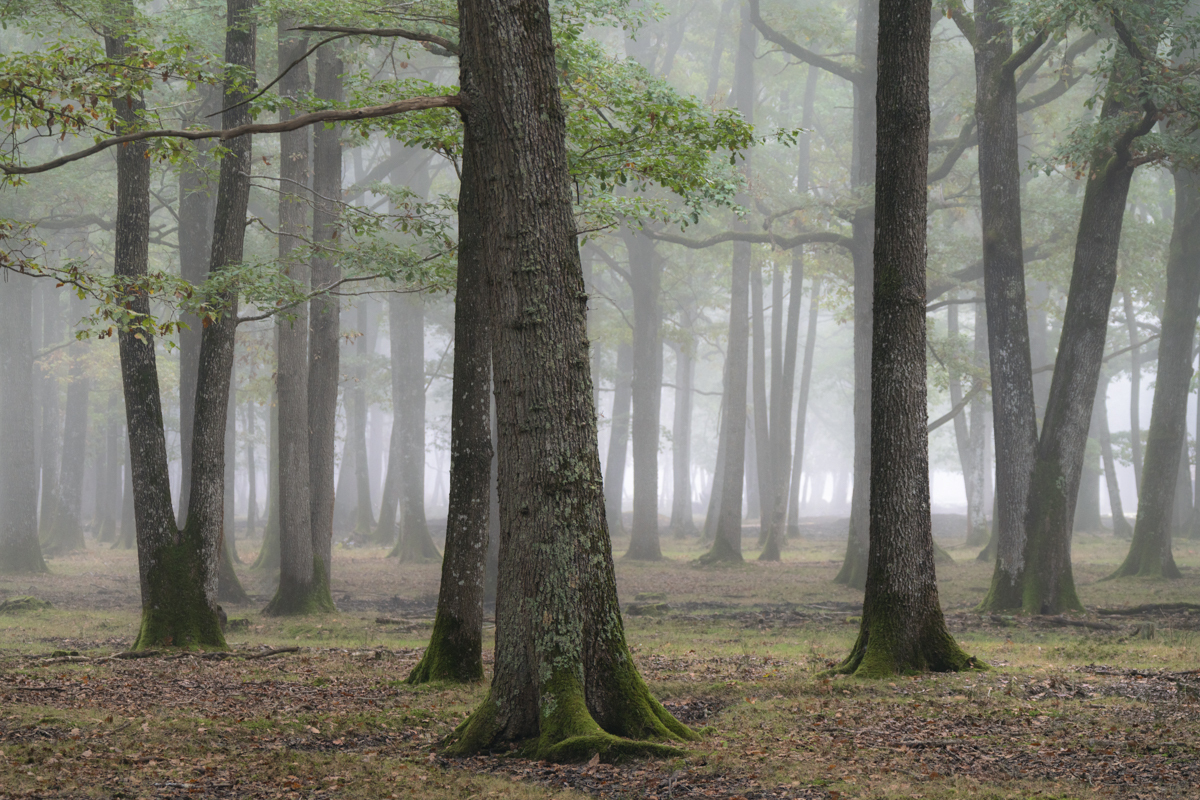 Lightened forest