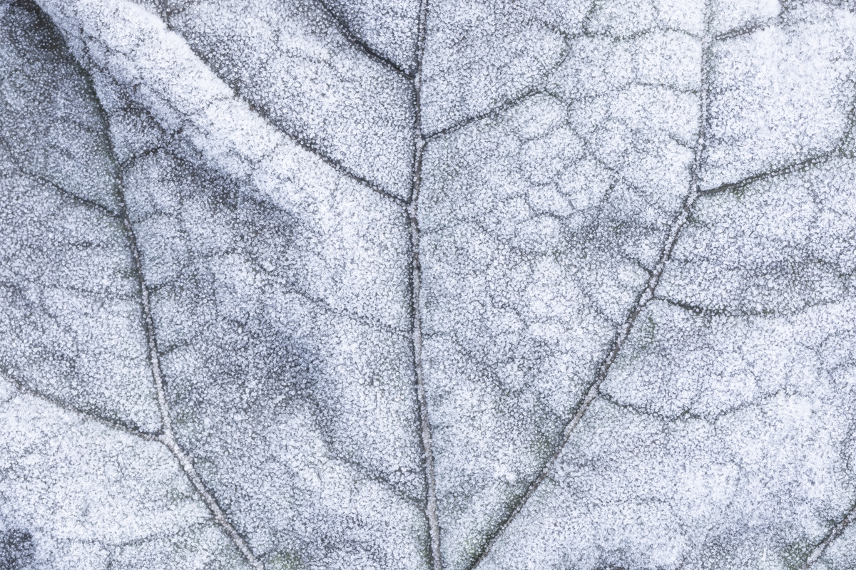 Texture of life