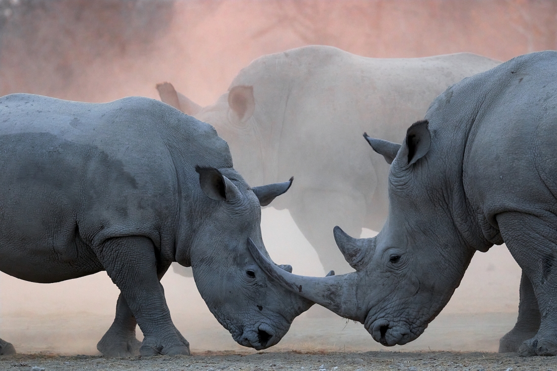 Rhino Duel