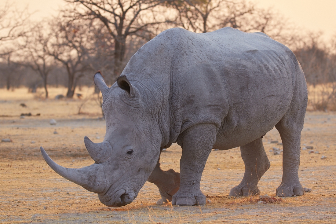 Rhino Duel