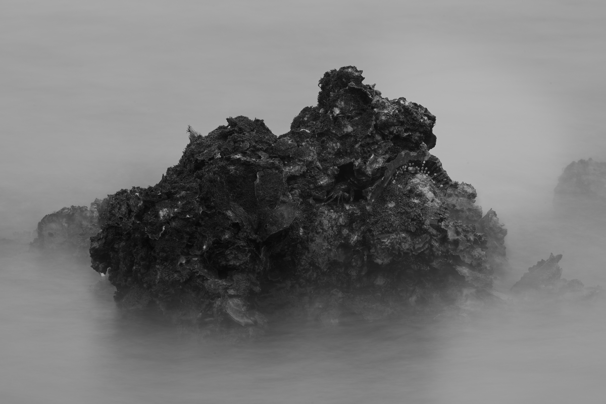 The Realm of Oyster