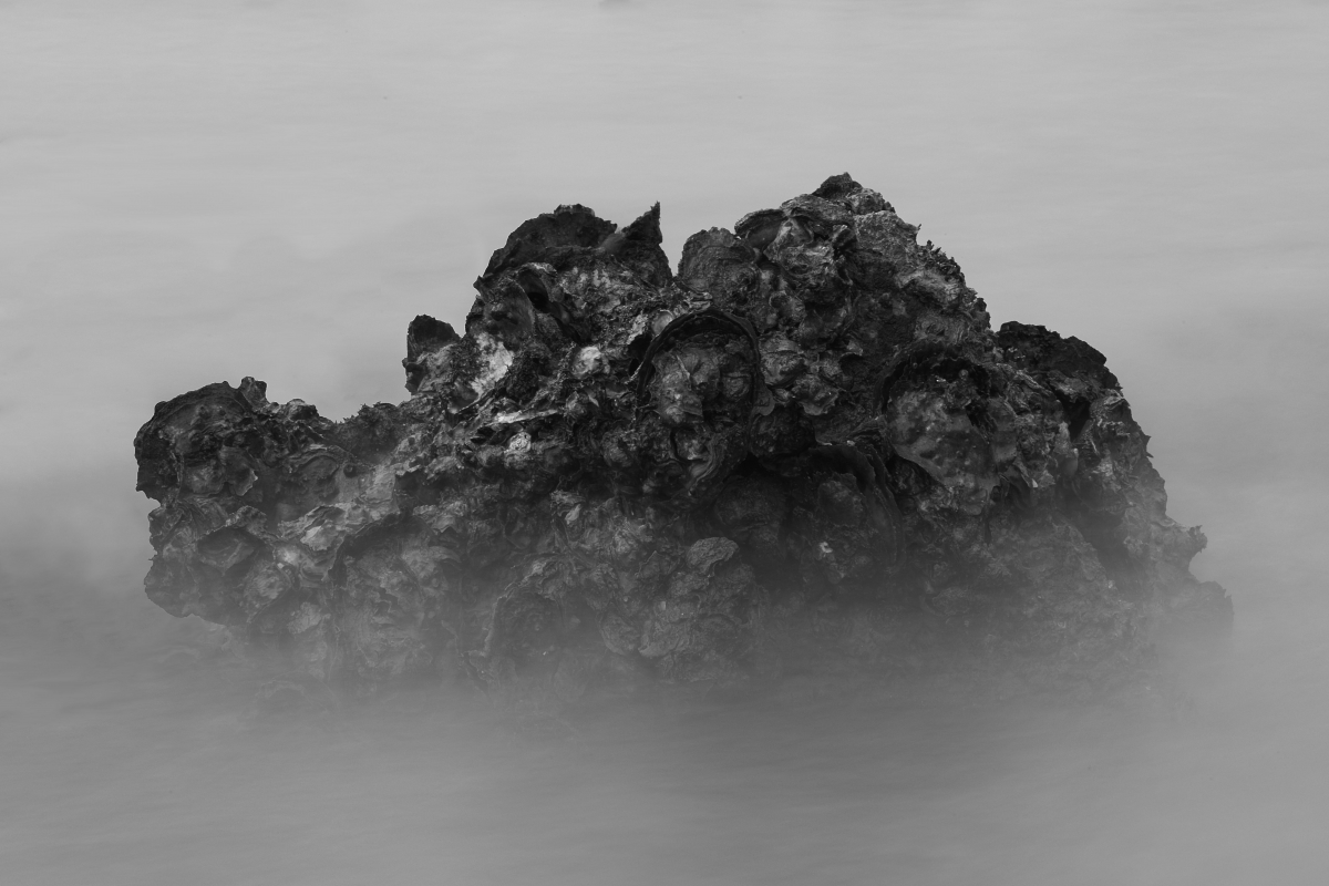 The Realm of Oyster