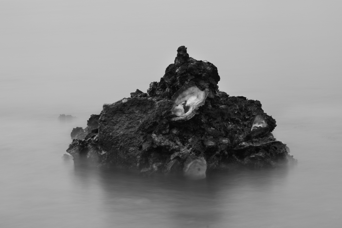 The Realm of Oyster