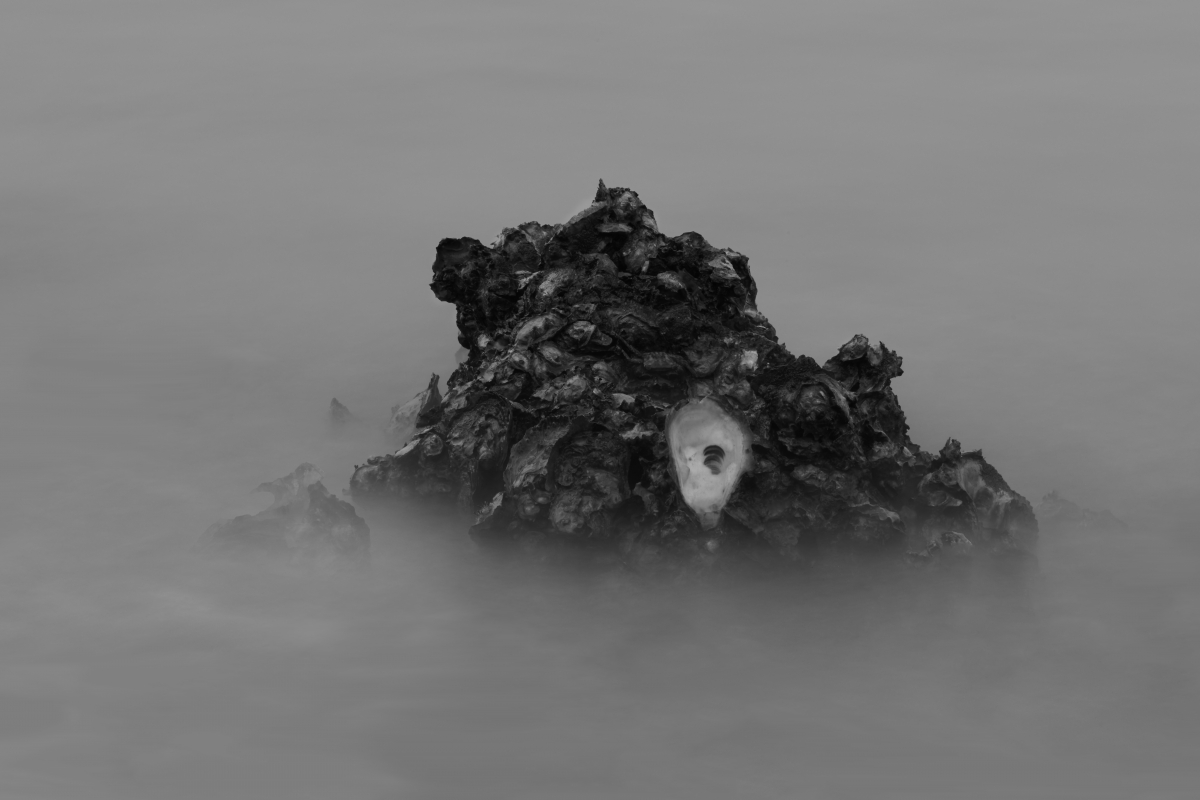 The Realm of Oyster