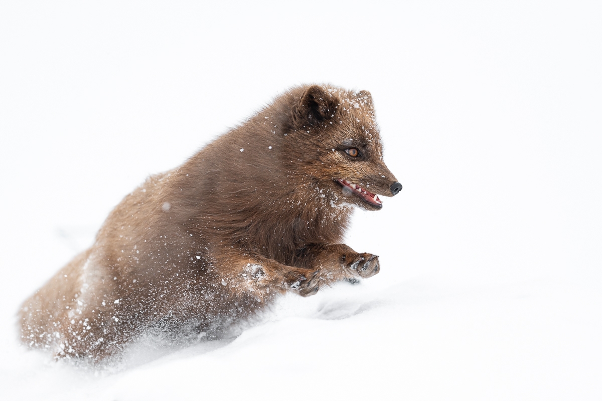 Flying Blue fox