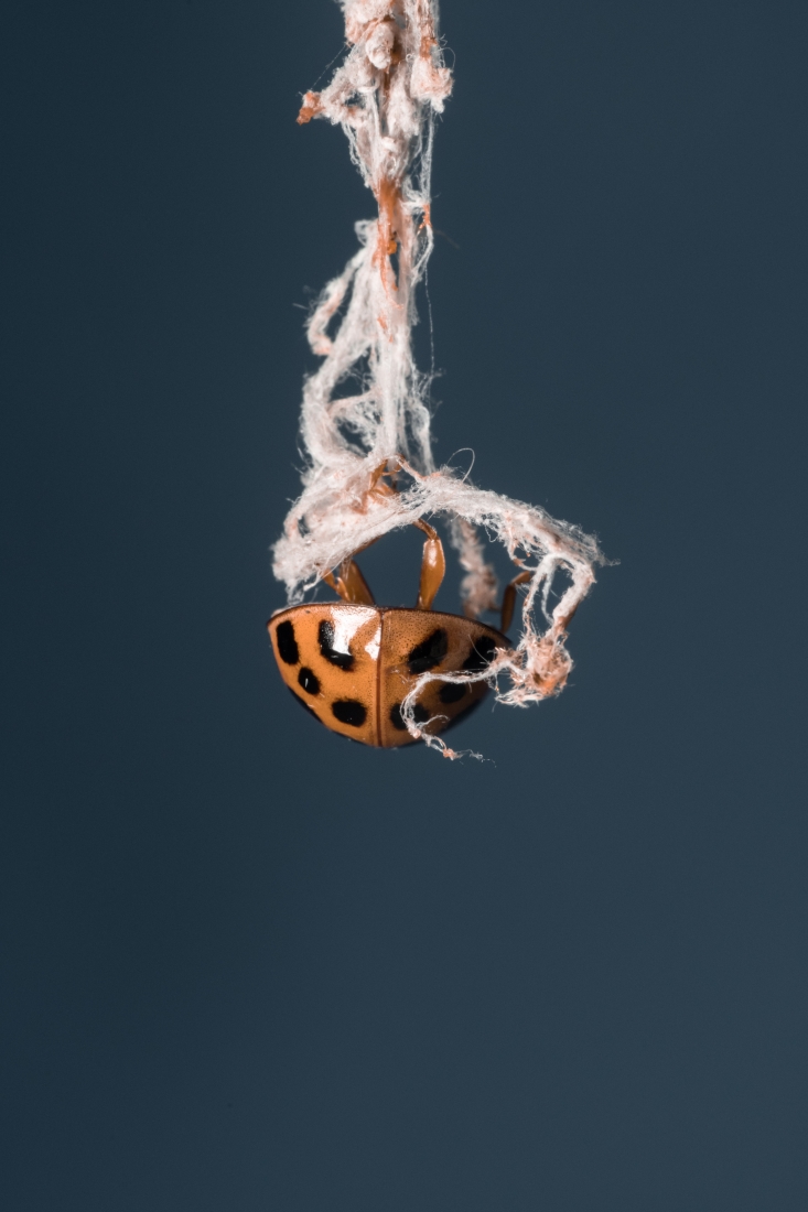 Hanging Ladybug 