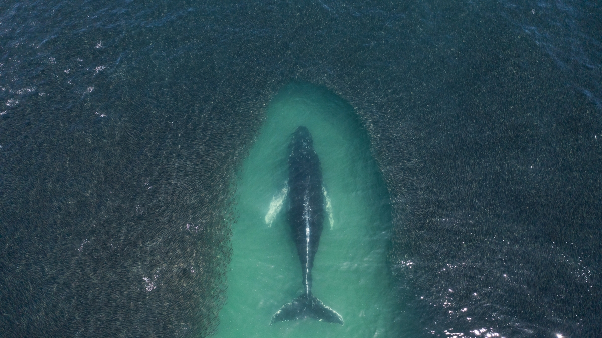 ¿ Cuanto se parecen las ballenas jorobadas a nosotros ? 