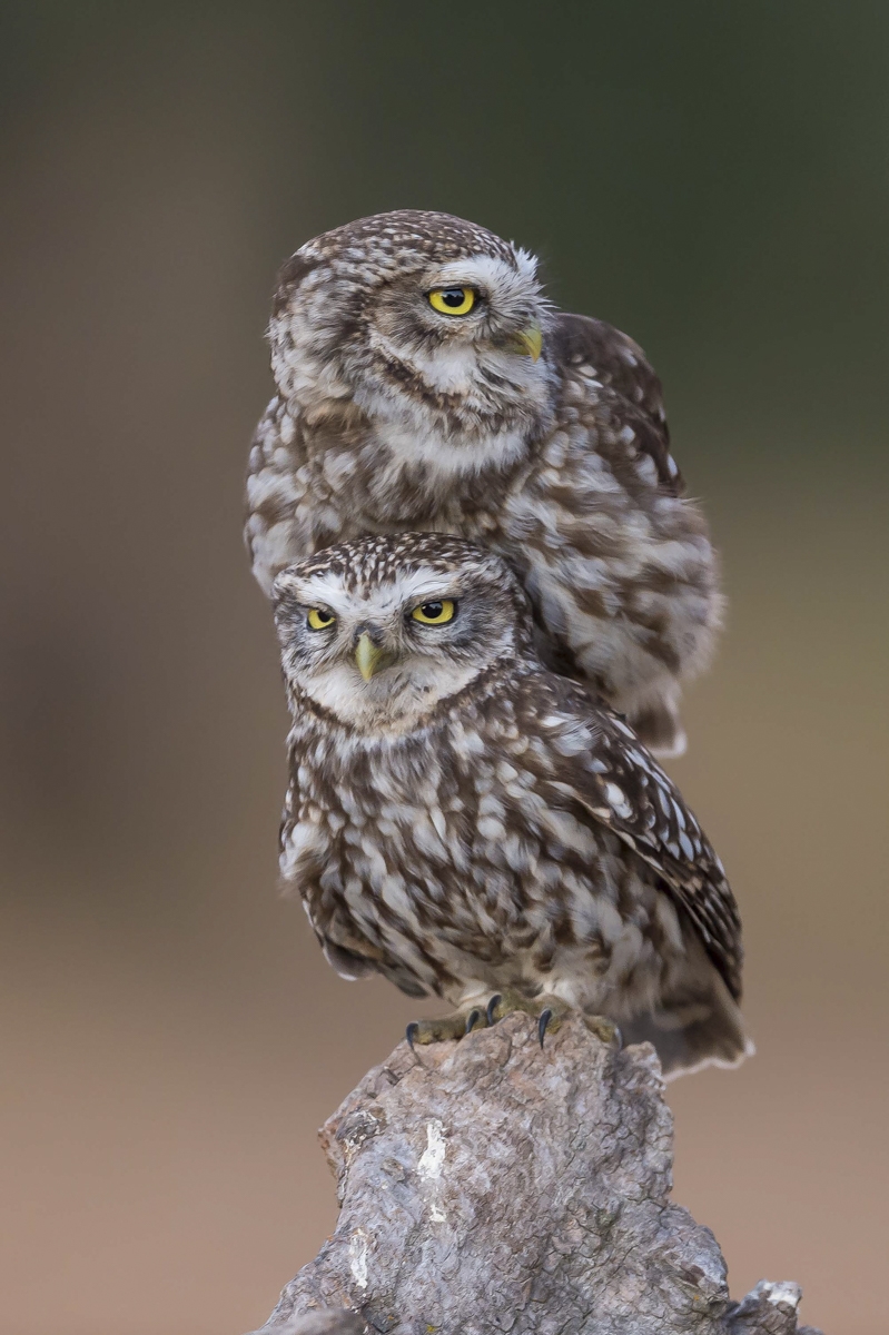 Little owls