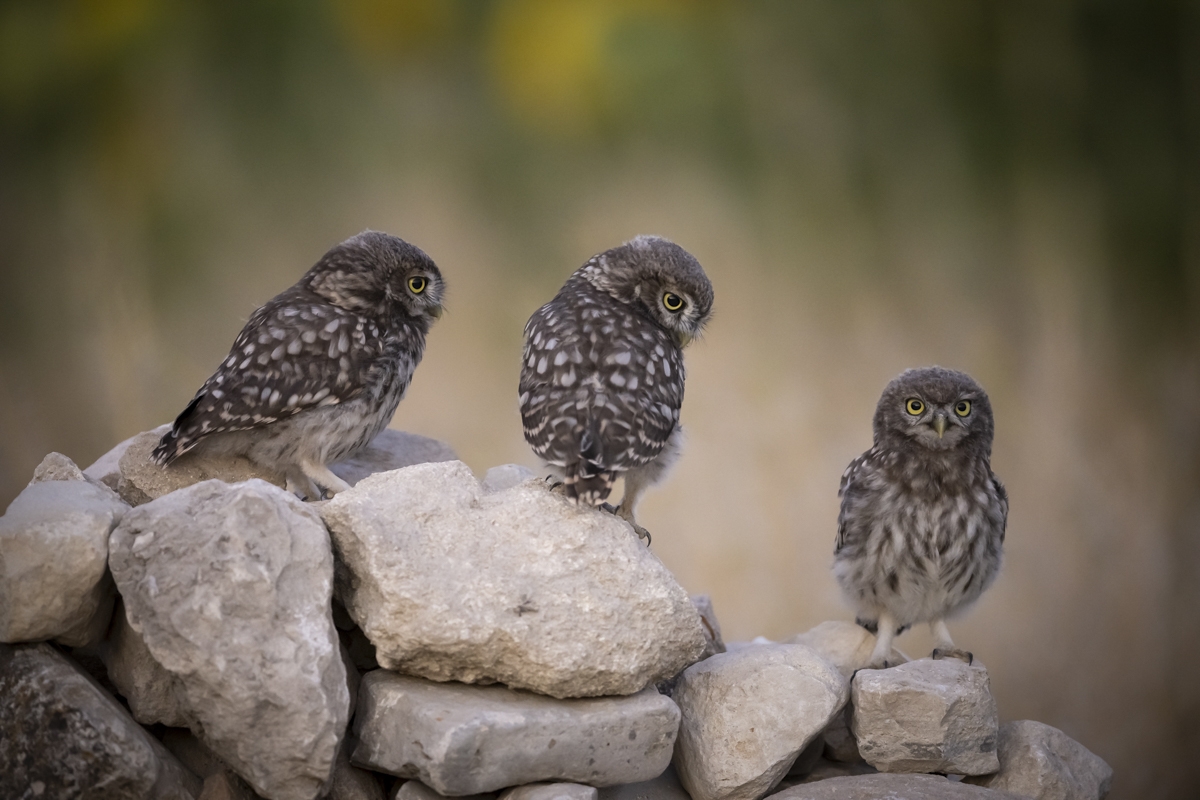 Little owls