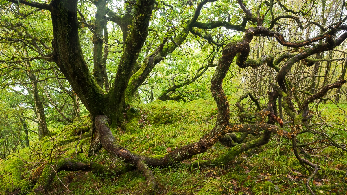 Woodlands