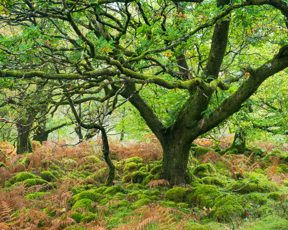 Woodlands