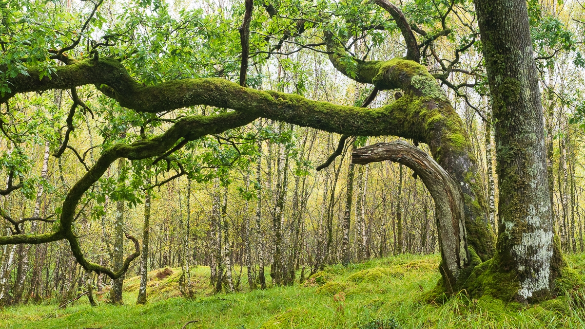 Woodlands