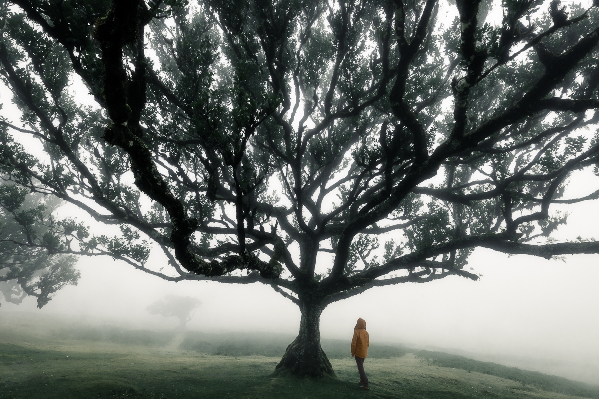 Enchanted Realm
