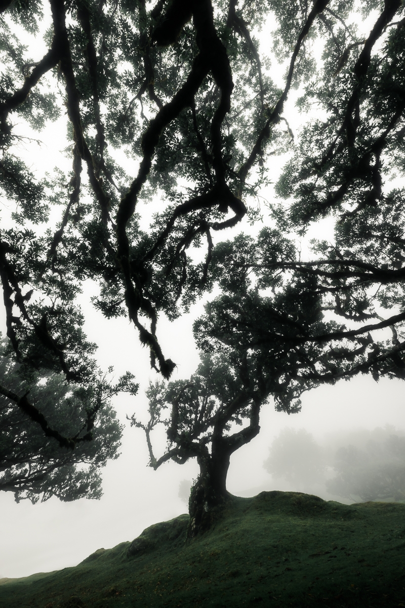 Enchanted Realm