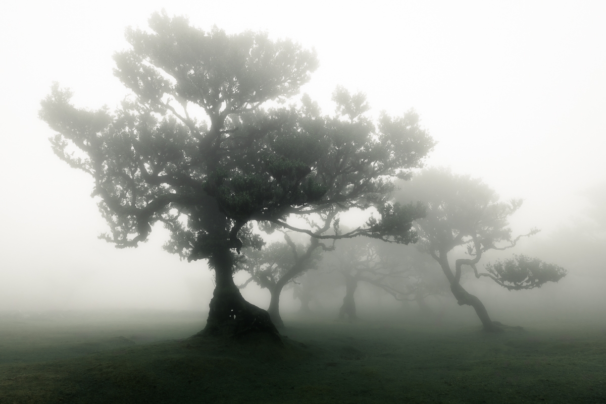 Enchanted Realm