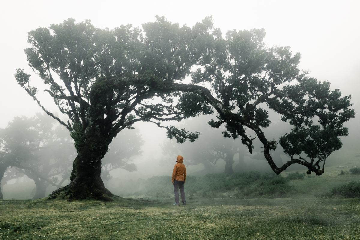 Enchanted Realm