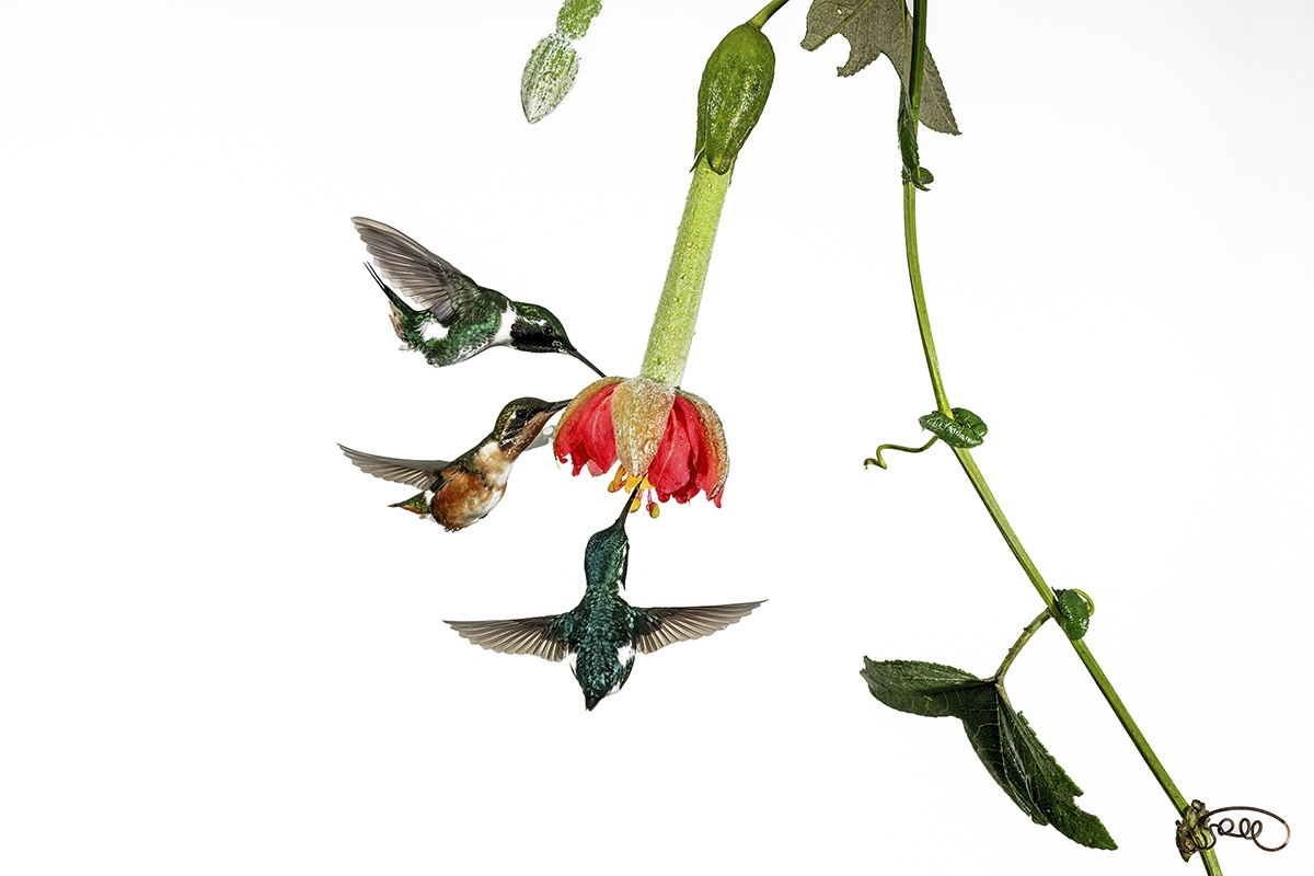 Colibrì 23.01