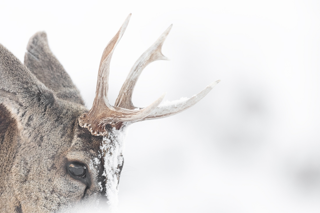 Huemul