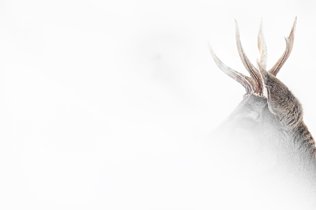Huemul