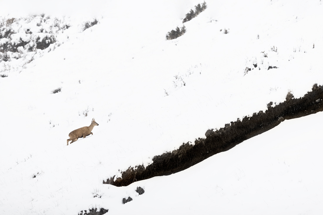 Huemul