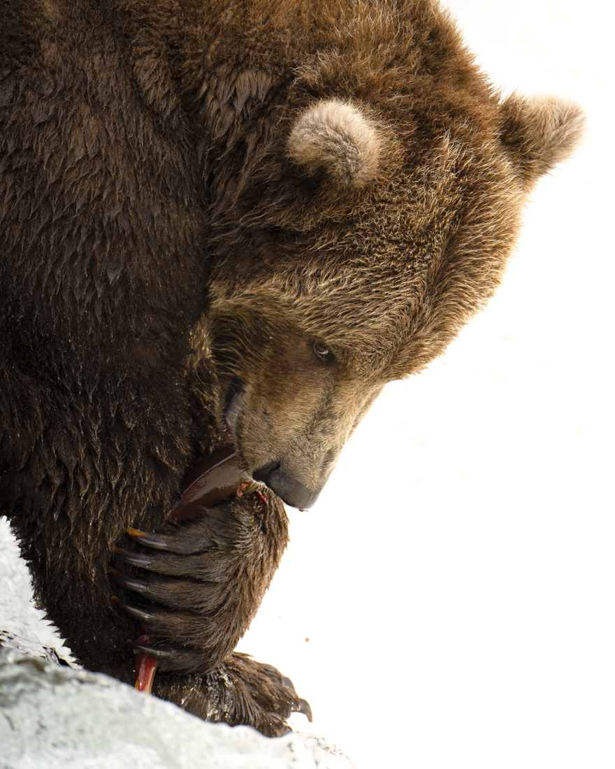 Wild Alaska