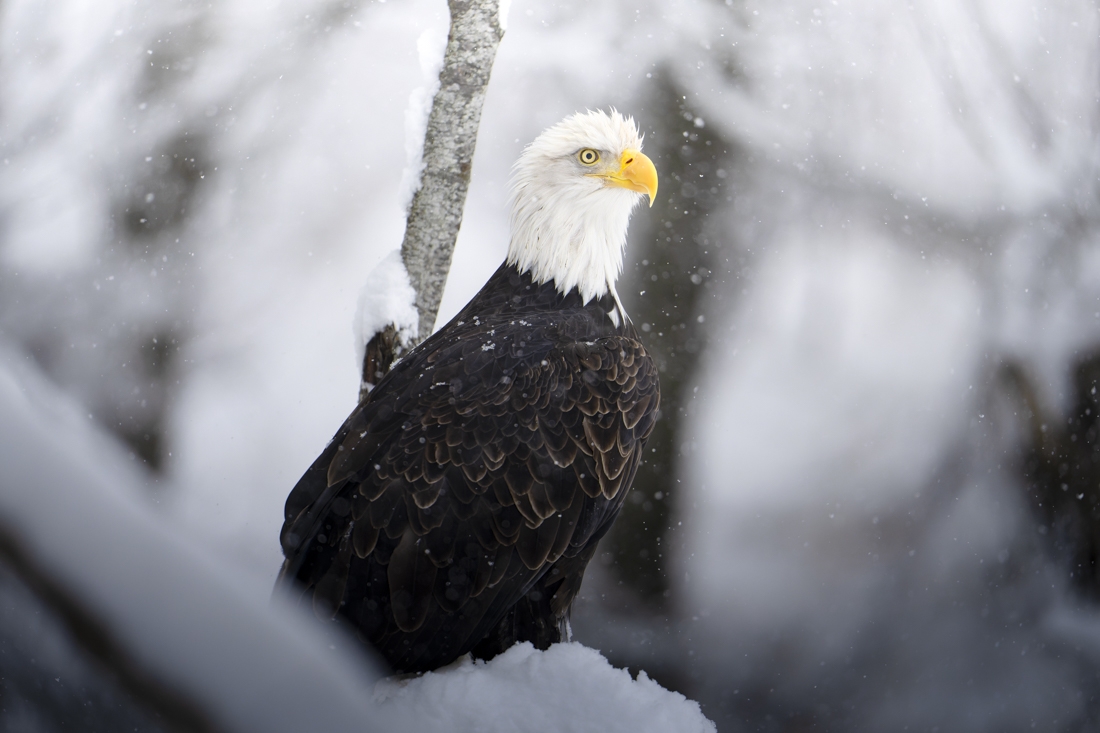 Wild Alaska