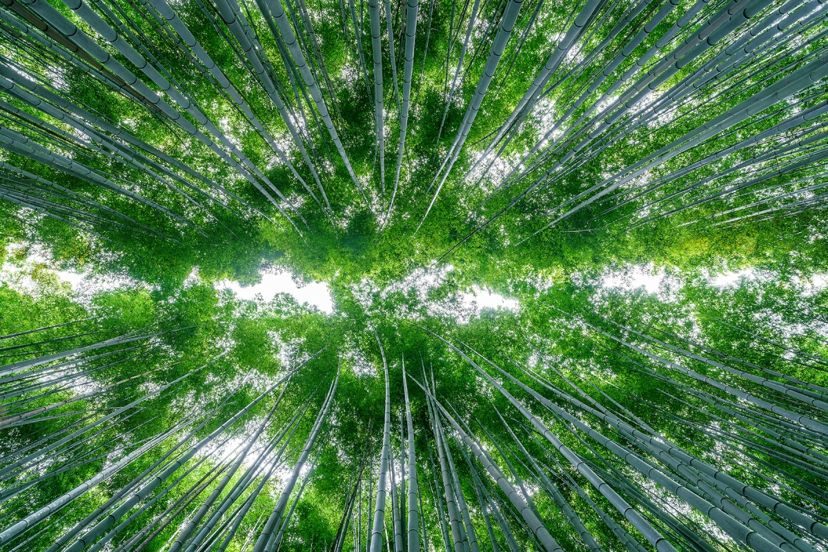 Enchanted Green⁠