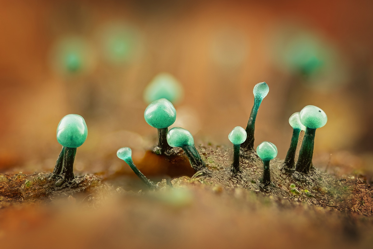 Microcosm