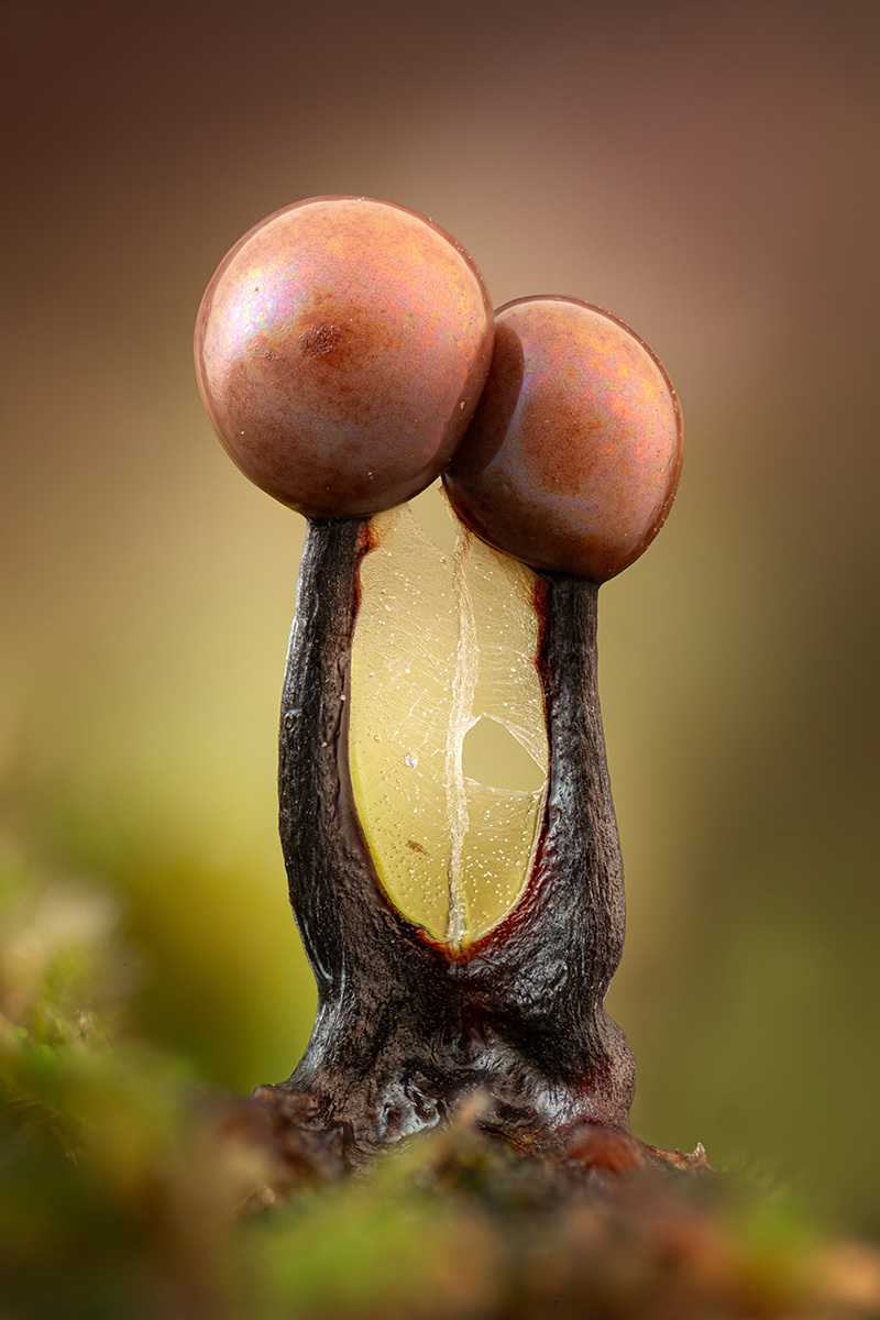 Microcosm