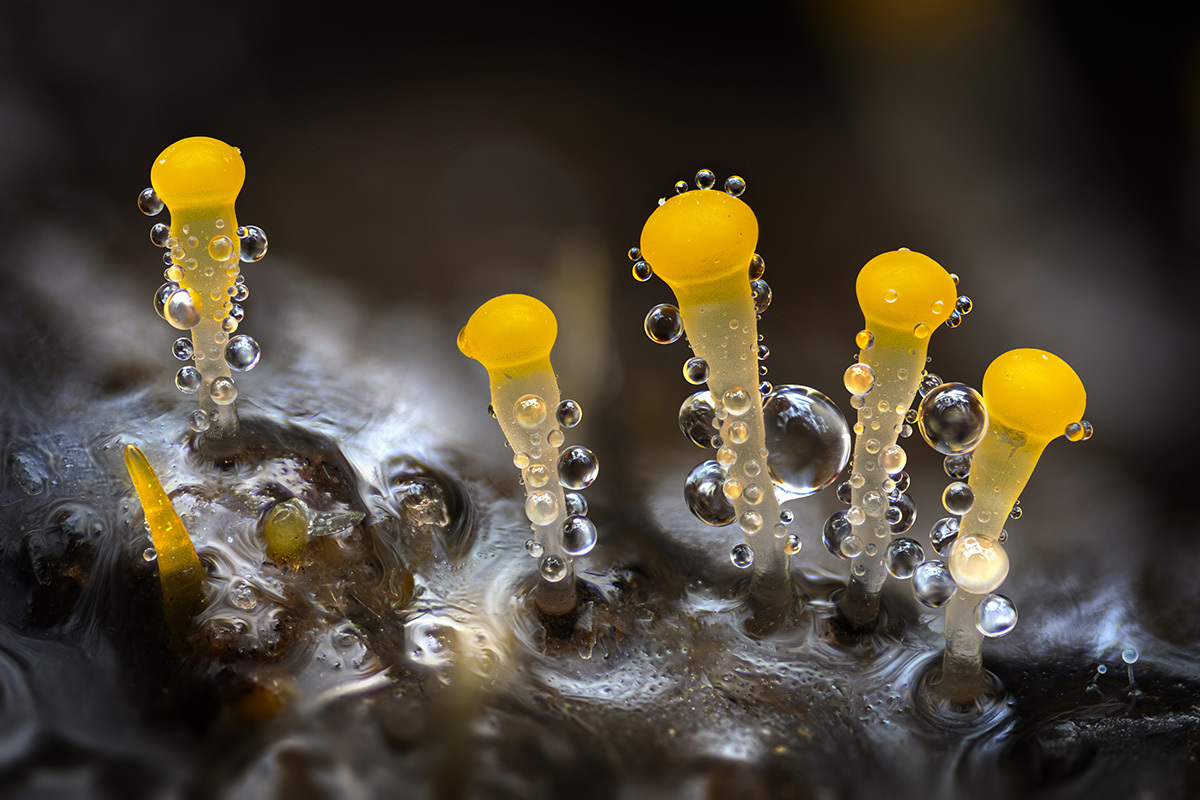 Microcosm