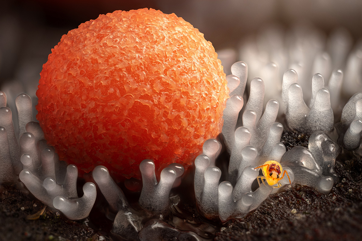 Microcosm