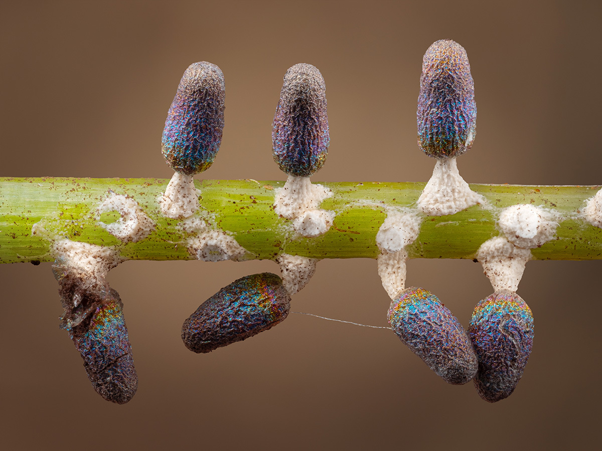 Microcosm