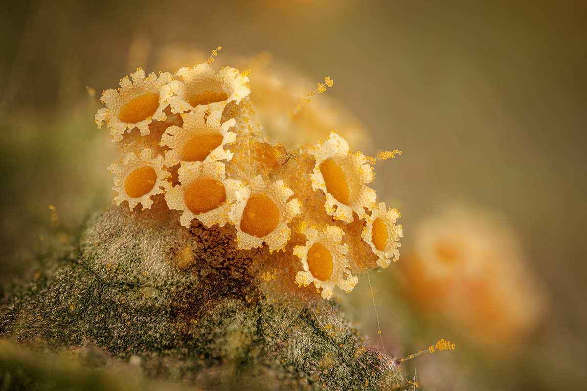 Microcosm