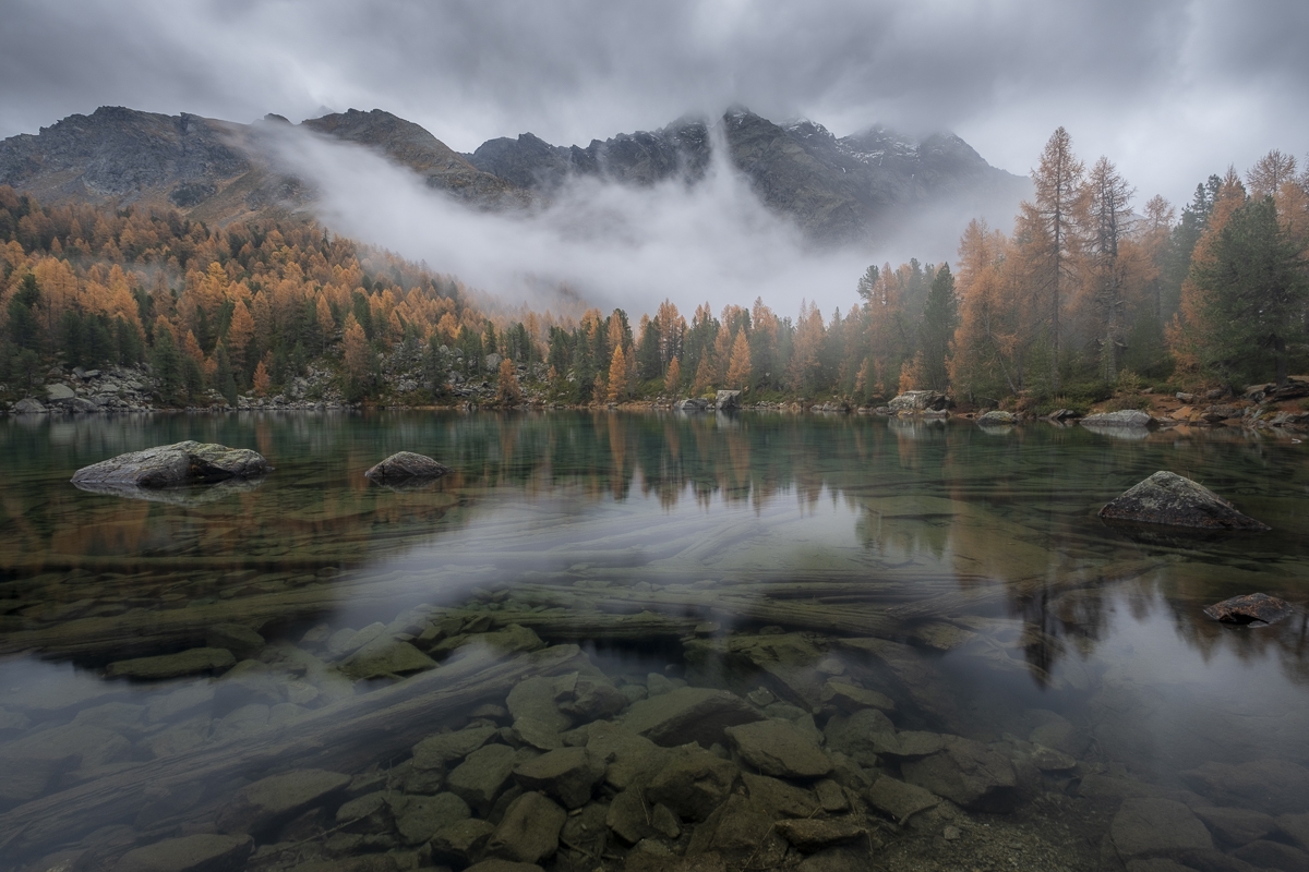 The Beauty in Larch