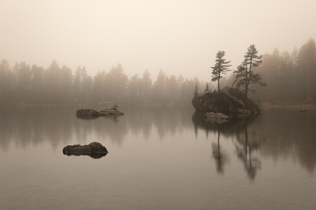 The Beauty in Larch