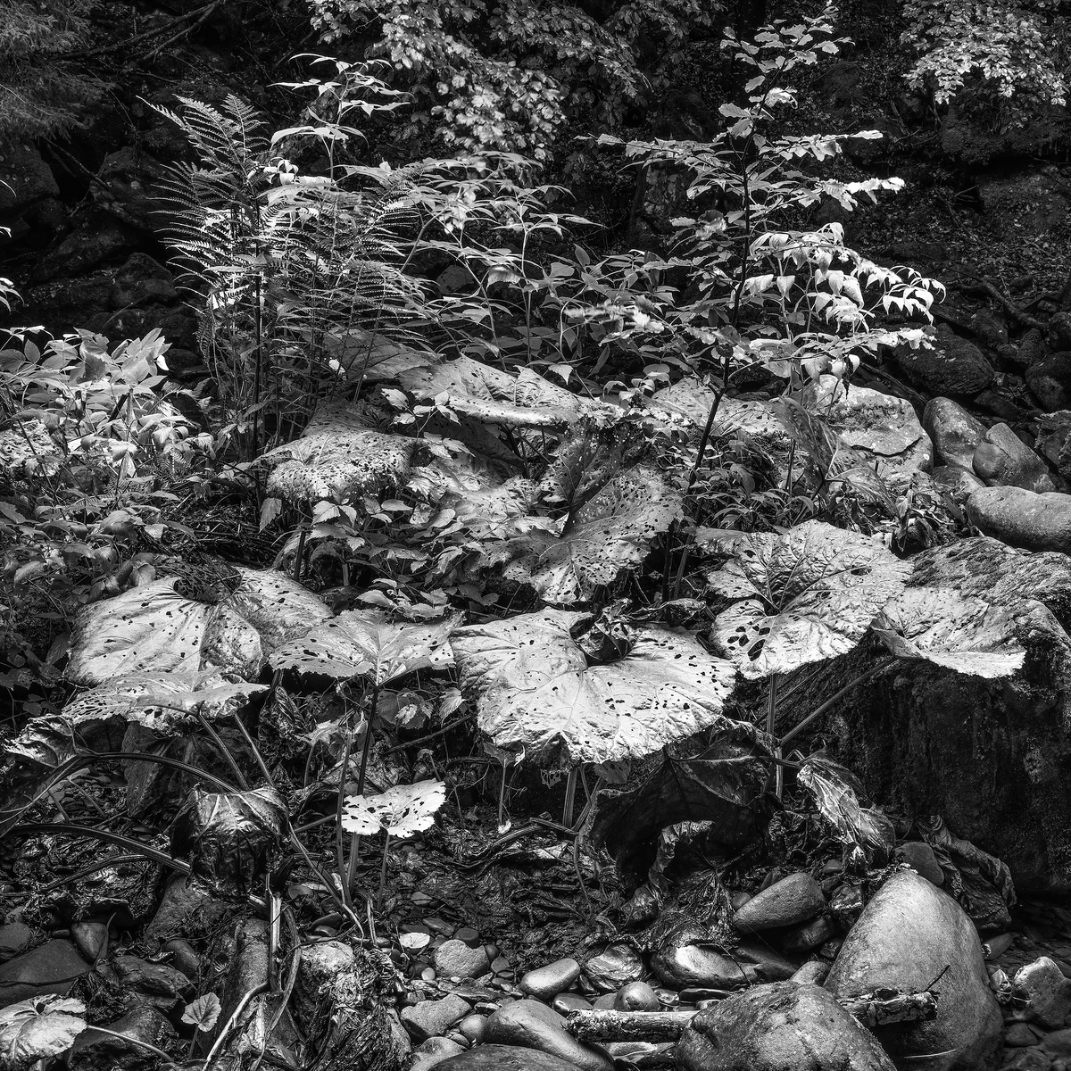 The Forrest