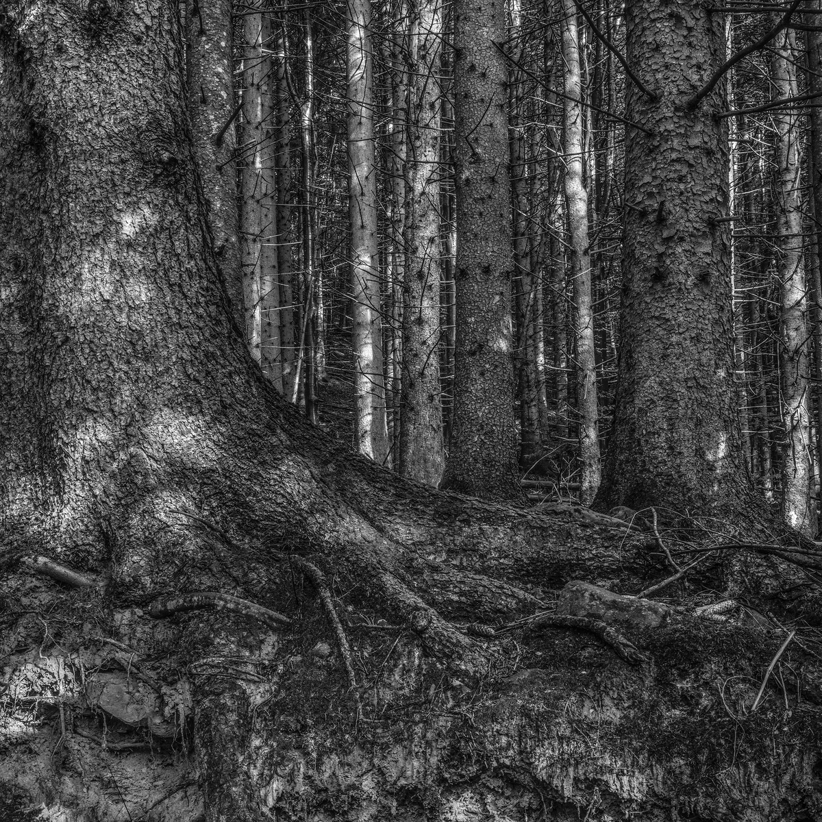 The Forrest