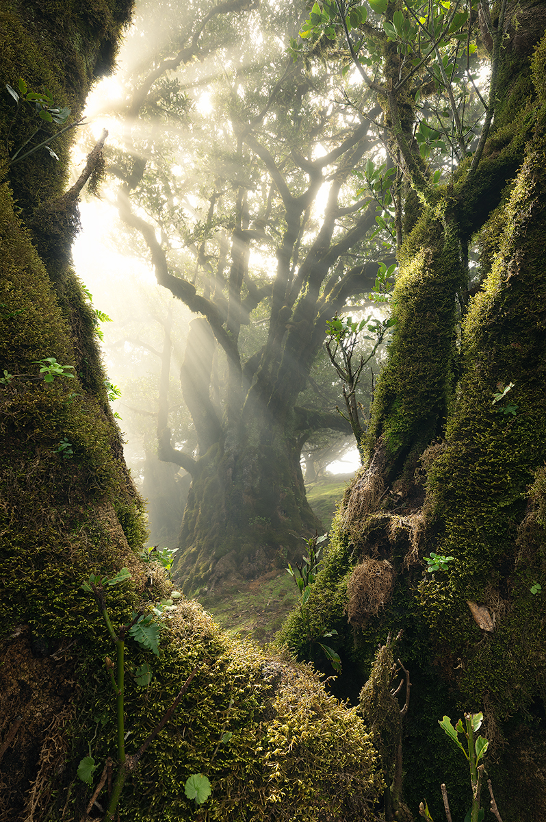 An enchanted forest