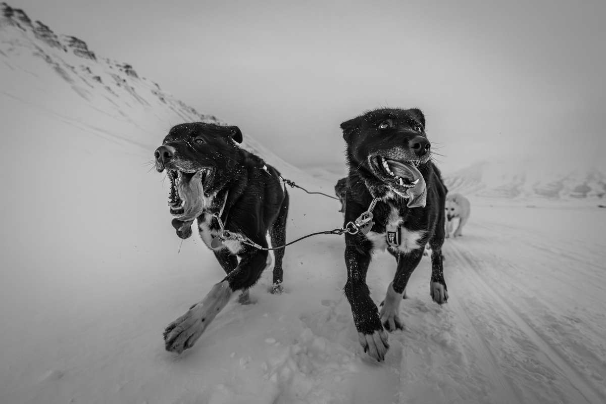 Arctic Trails: The Spirit of Svalbard