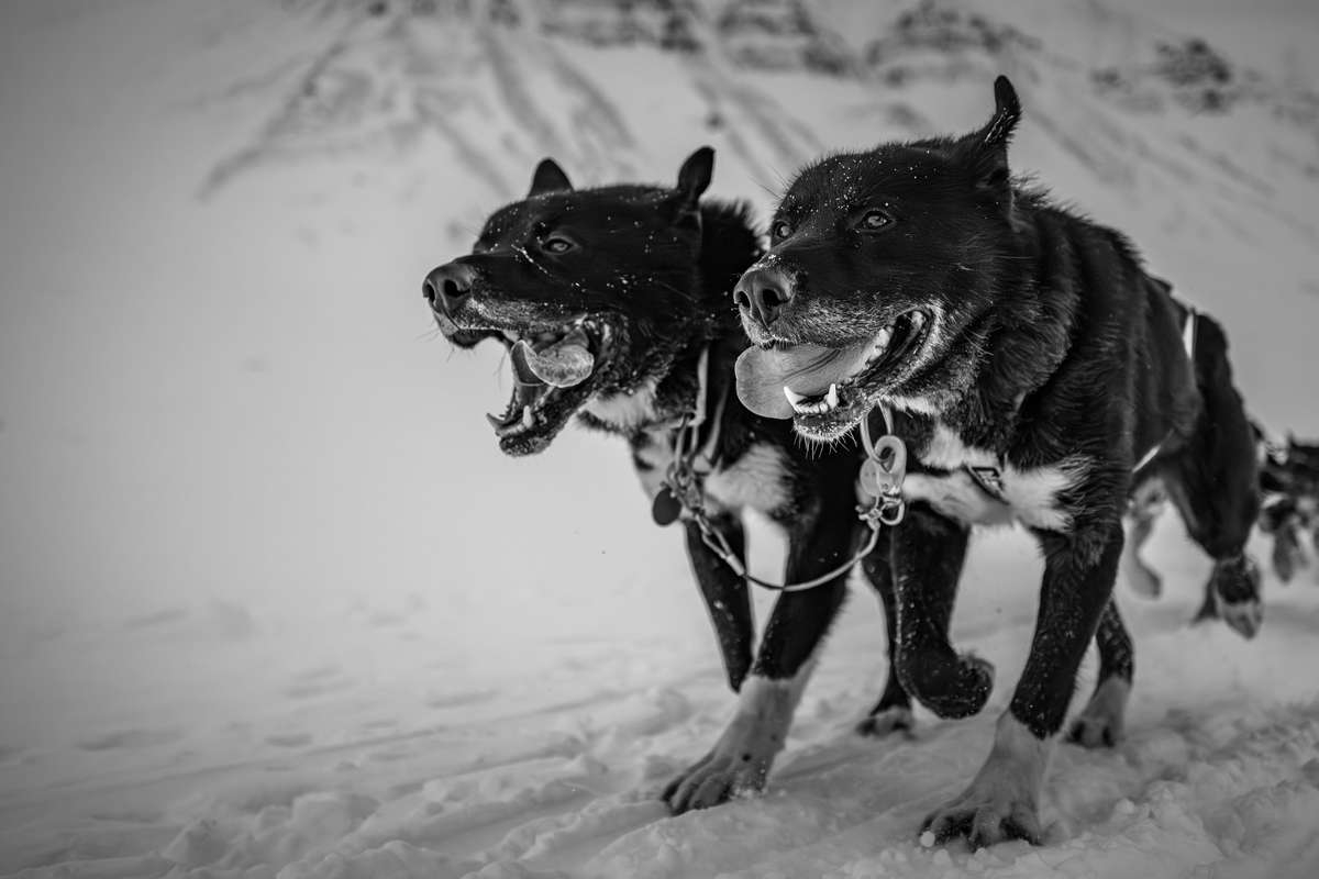 Arctic Trails: The Spirit of Svalbard