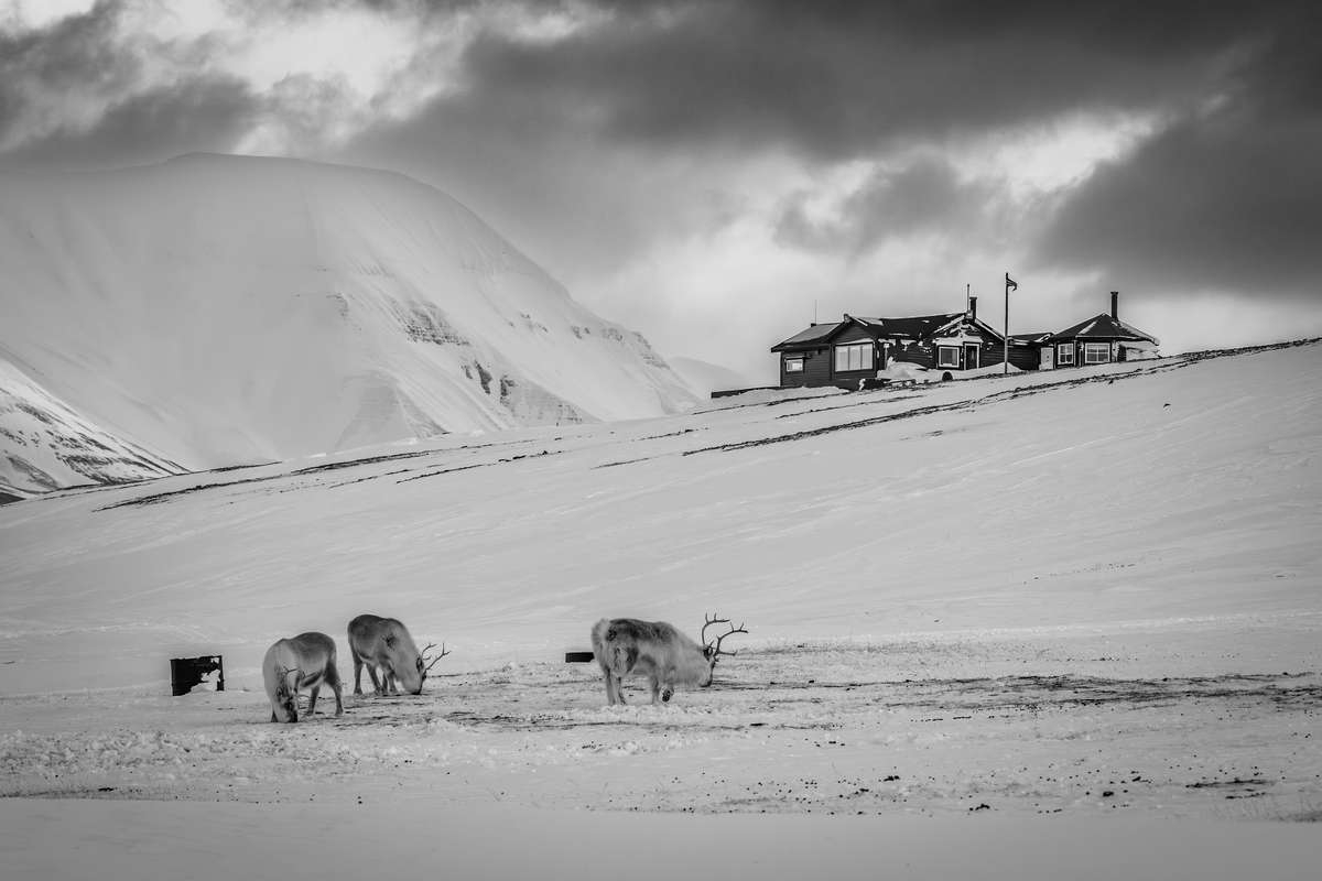Arctic Trails: The Spirit of Svalbard