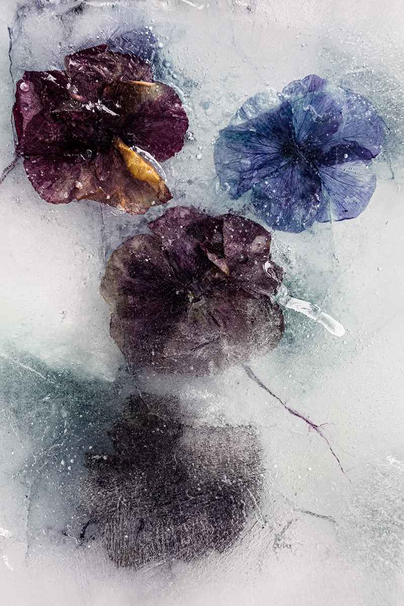 Frozen Flowers 