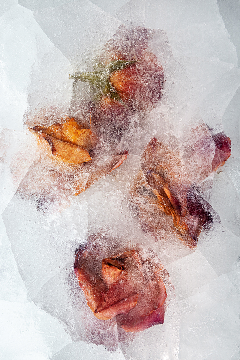 Frozen Flowers 